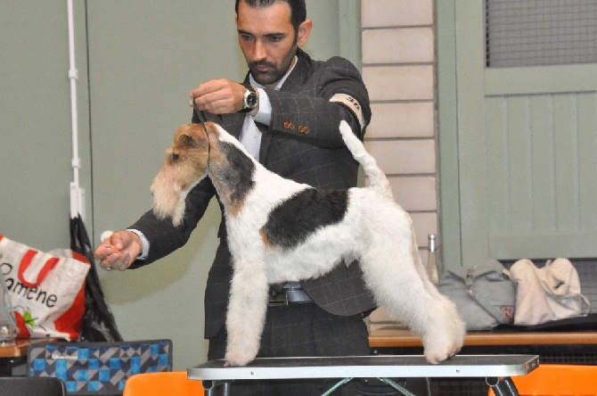 De L'esprit D'Aladin - Nationale d'Elevage FOX TERRIER 2015