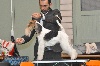  - Nationale d'Elevage FOX TERRIER 2015