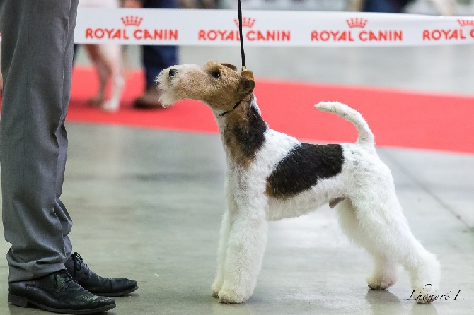 De L'esprit D'Aladin - PARIS DOG SHOW