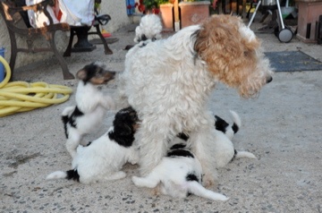 De L'esprit D'Aladin - Fox Terrier Poil Dur - Portée née le 06/08/2012