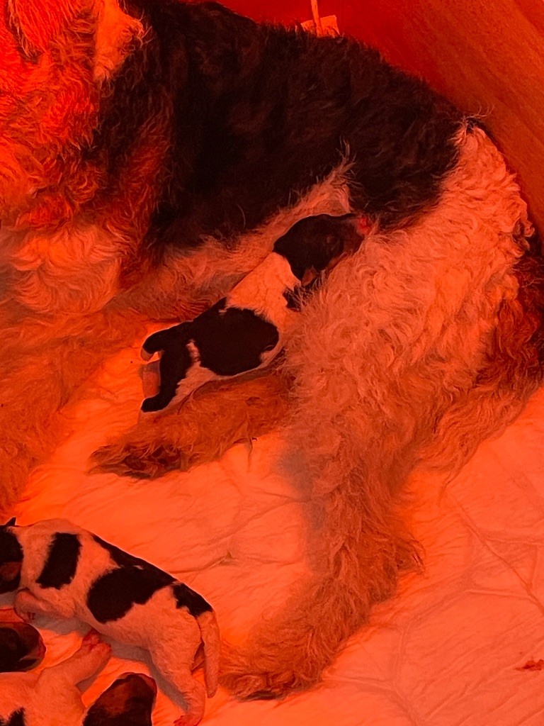 De L'esprit D'Aladin - Chiots disponibles - Fox Terrier Poil Dur