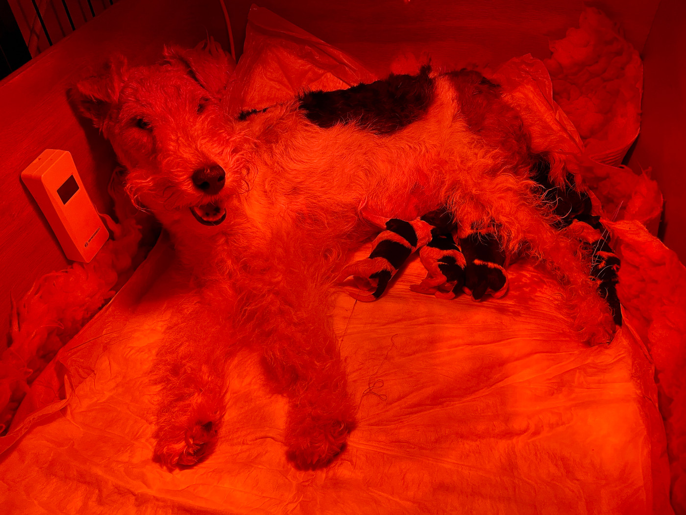 Chiot Fox Terrier Poil Dur De L'esprit D'Aladin