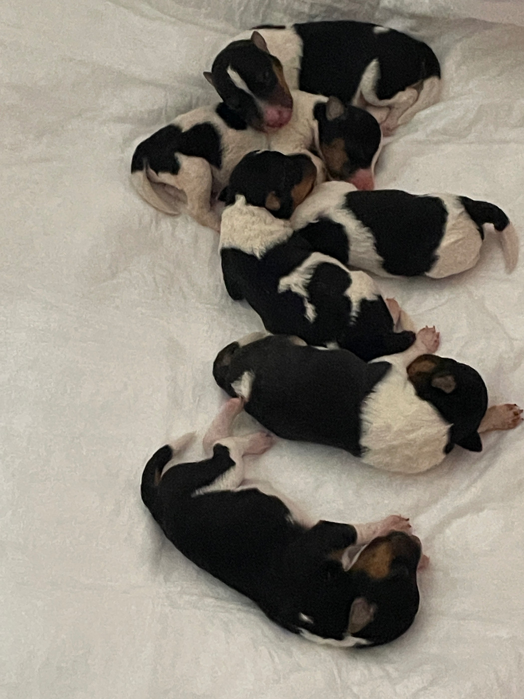 De L'esprit D'Aladin - Chiots disponibles - Fox Terrier Poil Dur