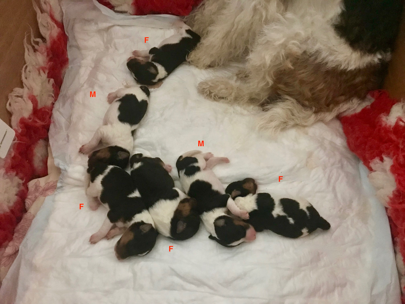 De L'esprit D'Aladin - Chiots disponibles - Fox Terrier Poil Dur