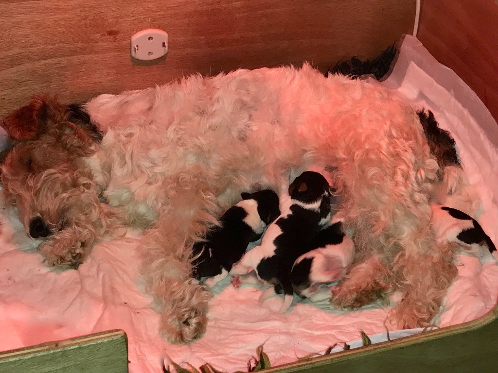 De L'esprit D'Aladin - Fox Terrier Poil Dur - Portée née le 23/05/2022