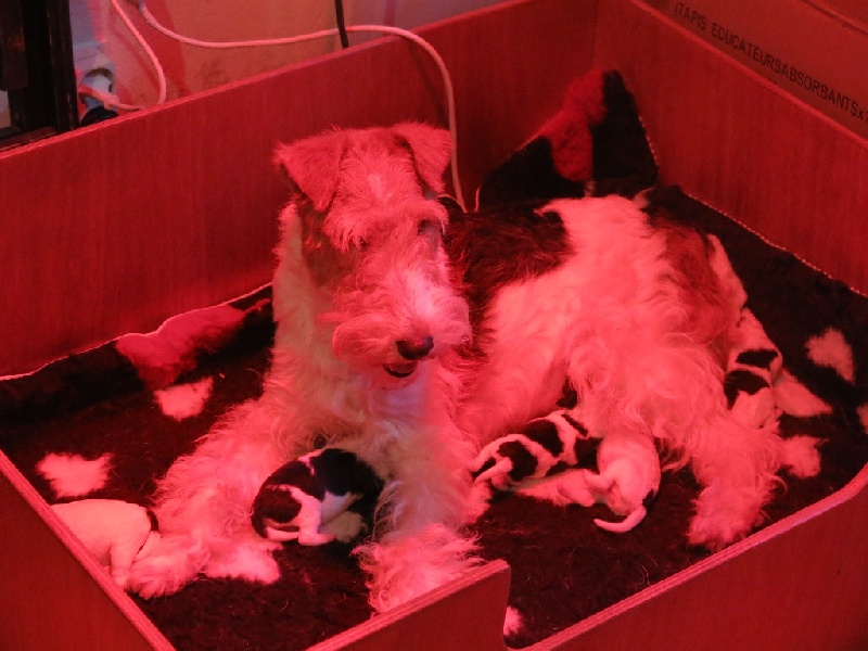 De L'esprit D'Aladin - Fox Terrier Poil Dur - Portée née le 04/04/2016