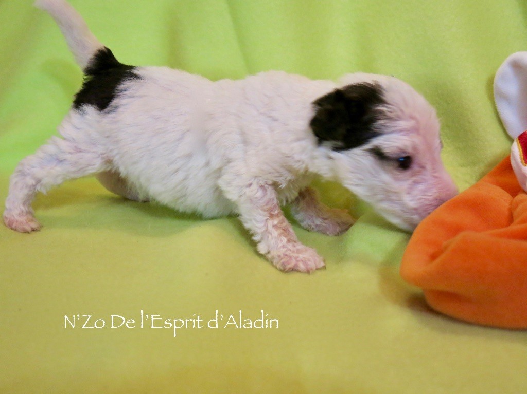 De L'esprit D'Aladin - Fox Terrier Poil Dur - Portée née le 17/05/2017