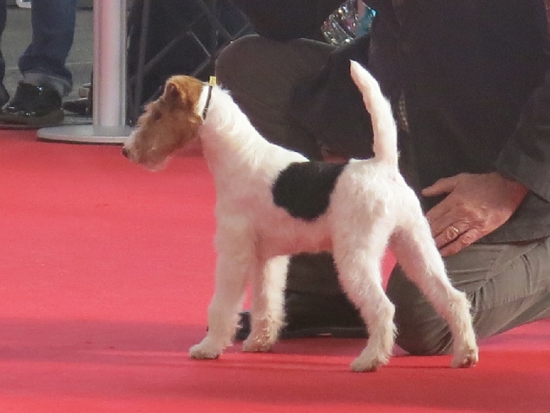 De L'esprit D'Aladin - Fox Terrier Poil Dur - Portée née le 11/05/2015