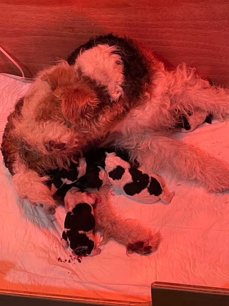 Chiot Fox Terrier Poil Dur De L'esprit D'Aladin