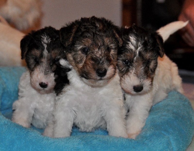 De L'esprit D'Aladin - Fox Terrier Poil Dur - Portée née le 31/08/2015