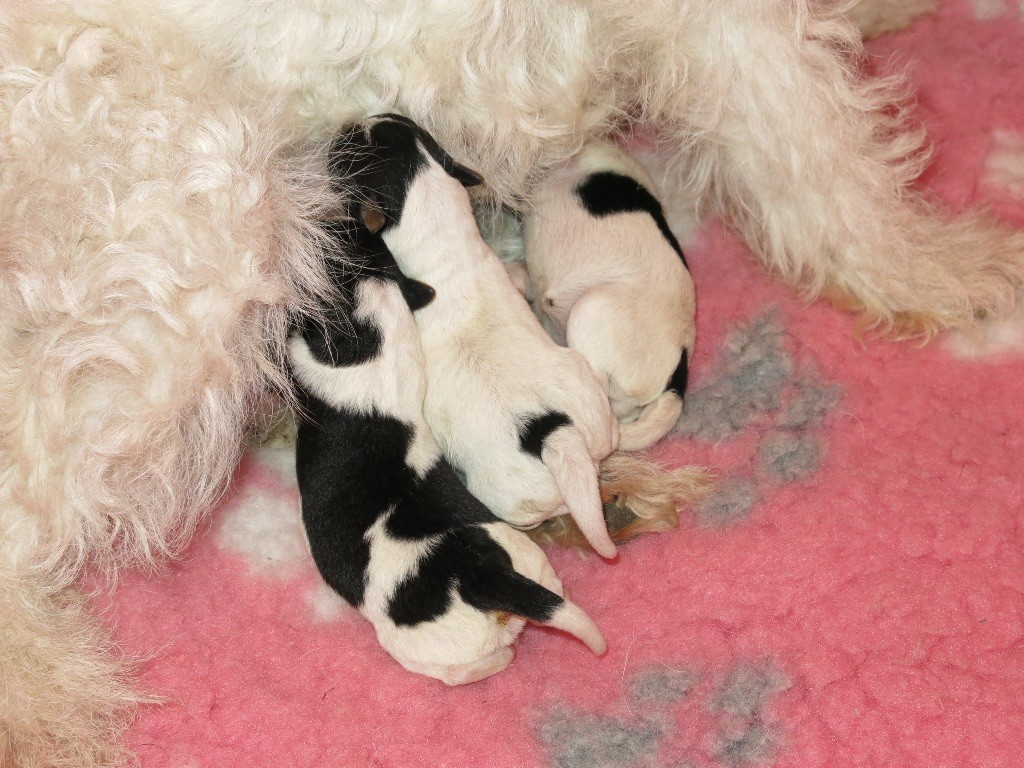 De L'esprit D'Aladin - Fox Terrier Poil Dur - Portée née le 05/09/2018