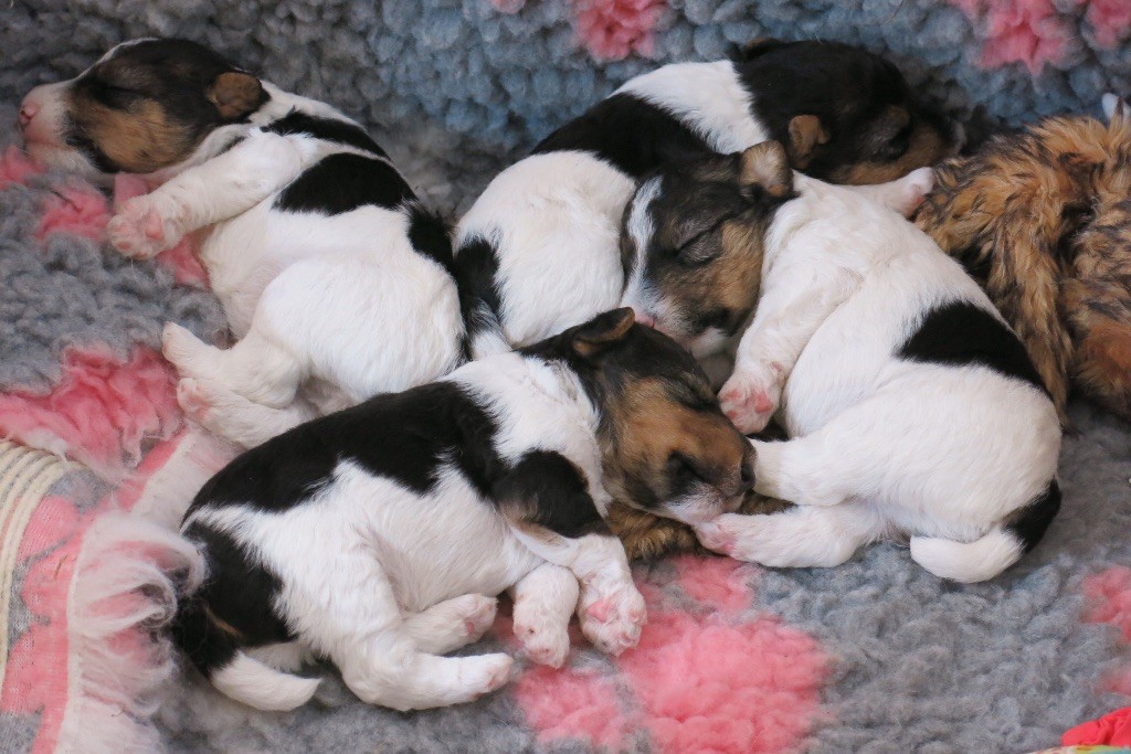 De L'esprit D'Aladin - Fox Terrier Poil Dur - Portée née le 14/05/2020