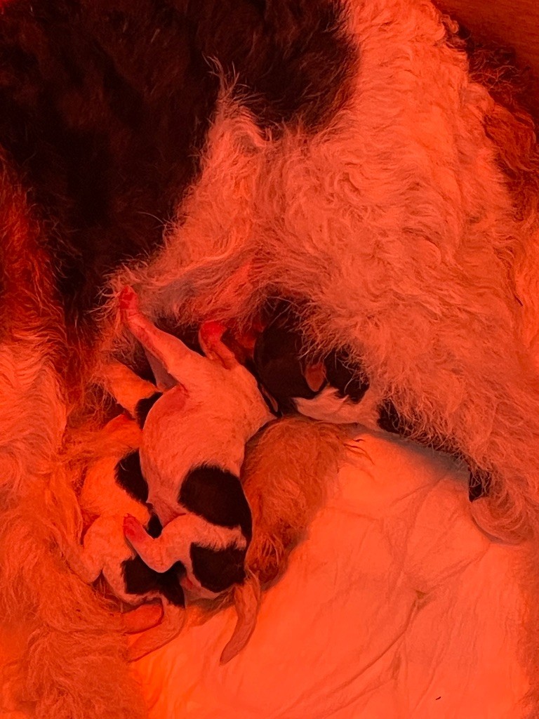 De L'esprit D'Aladin - Chiots disponibles - Fox Terrier Poil Dur