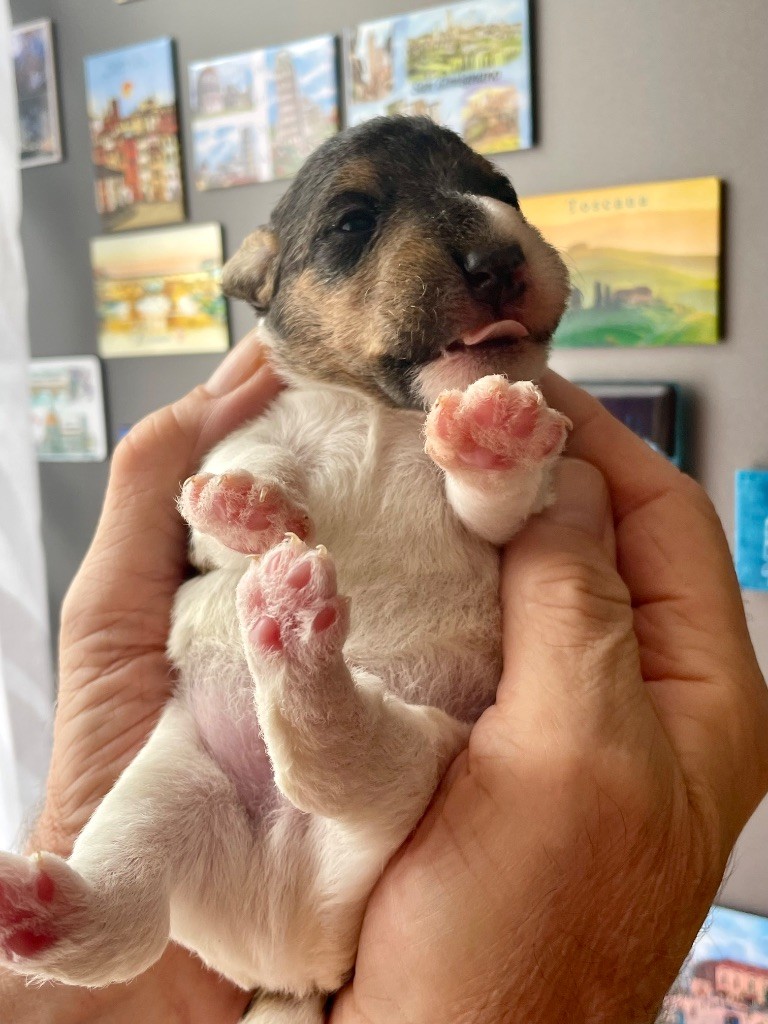De L'esprit D'Aladin - Chiots disponibles - Fox Terrier Poil Dur