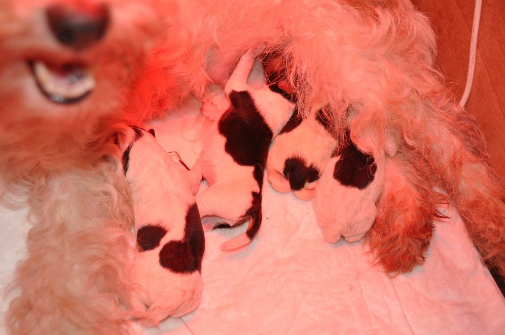 De L'esprit D'Aladin - Fox Terrier Poil Dur - Portée née le 06/01/2018