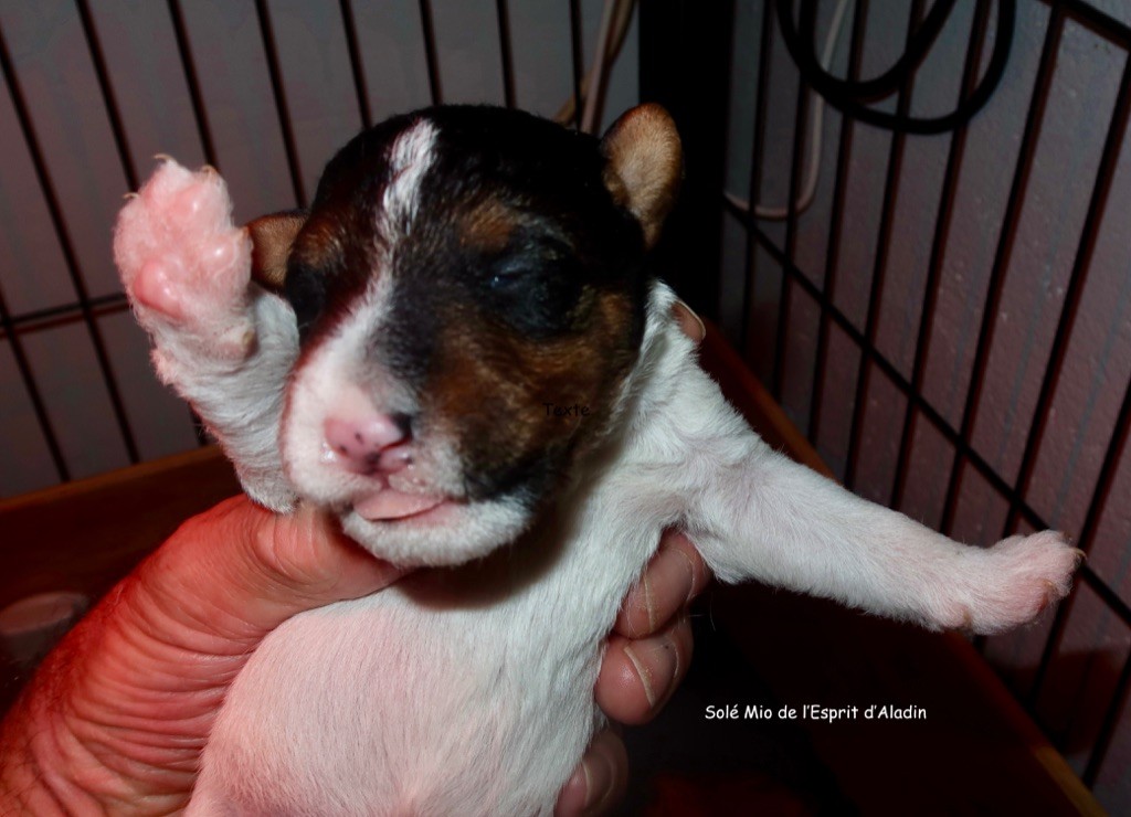 De L'esprit D'Aladin - Fox Terrier Poil Dur - Portée née le 29/06/2021