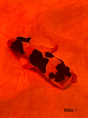 CHIOT 5