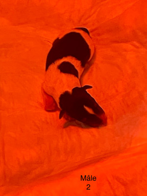CHIOT 6