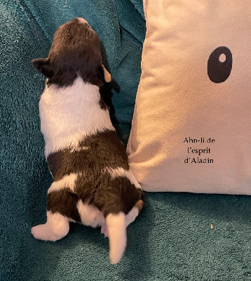 CHIOT