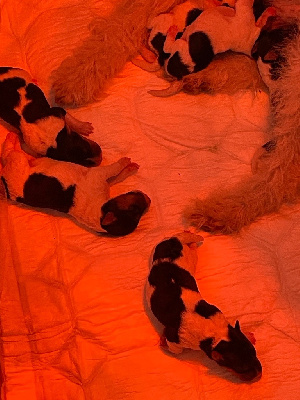 CHIOT