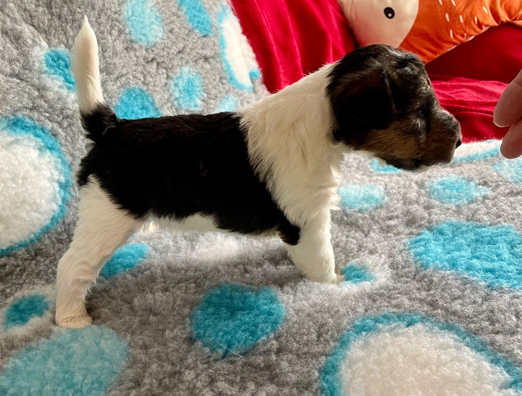 De L'esprit D'Aladin - Chiots disponibles - Fox Terrier Poil Dur