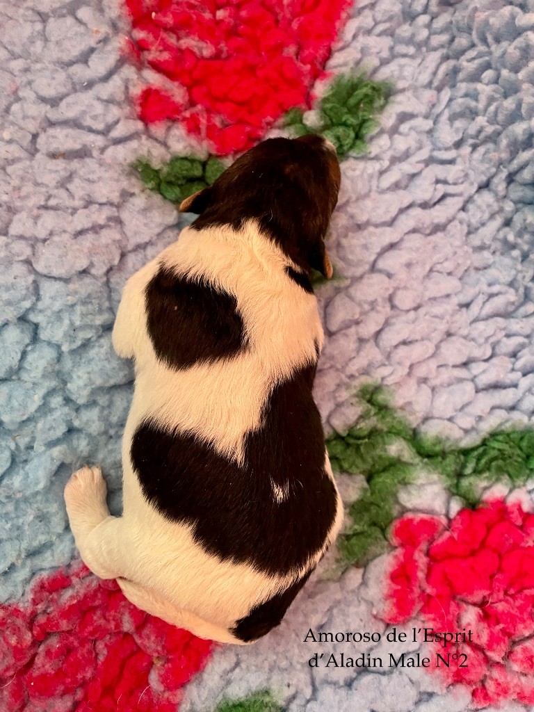 De L'esprit D'Aladin - Chiots disponibles - Fox Terrier Poil Dur