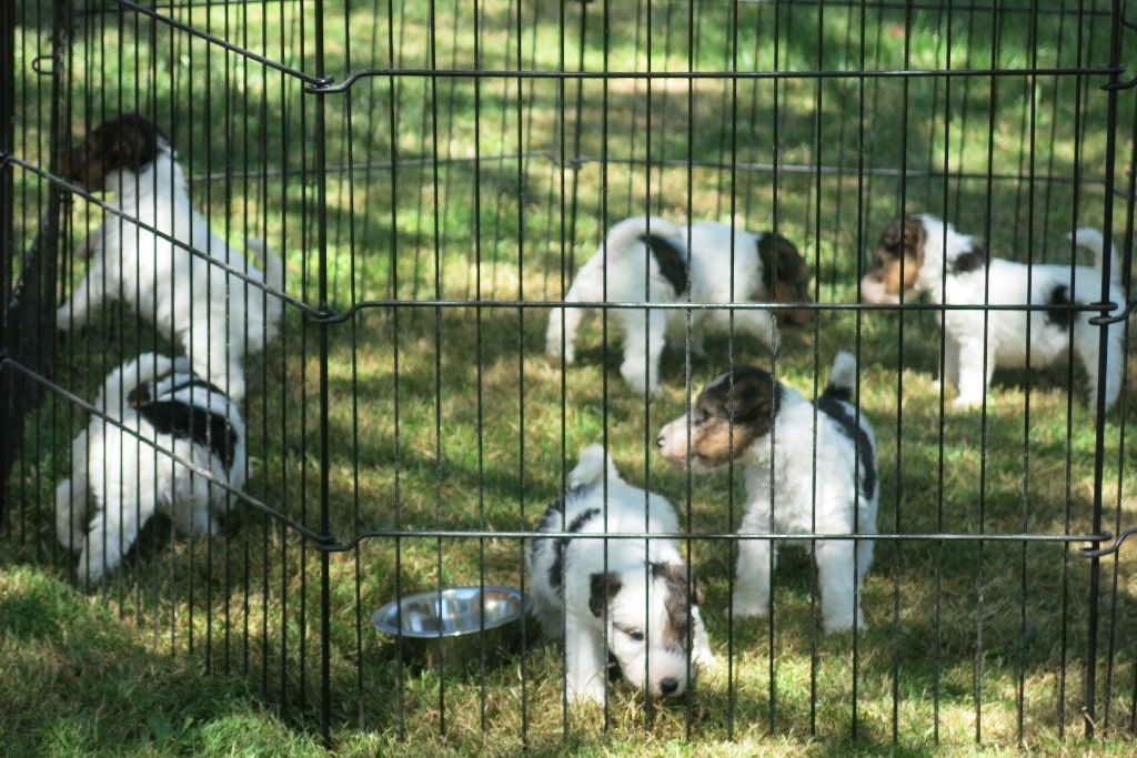 De L'esprit D'Aladin - Fox Terrier Poil Dur - Portée née le 25/05/2019