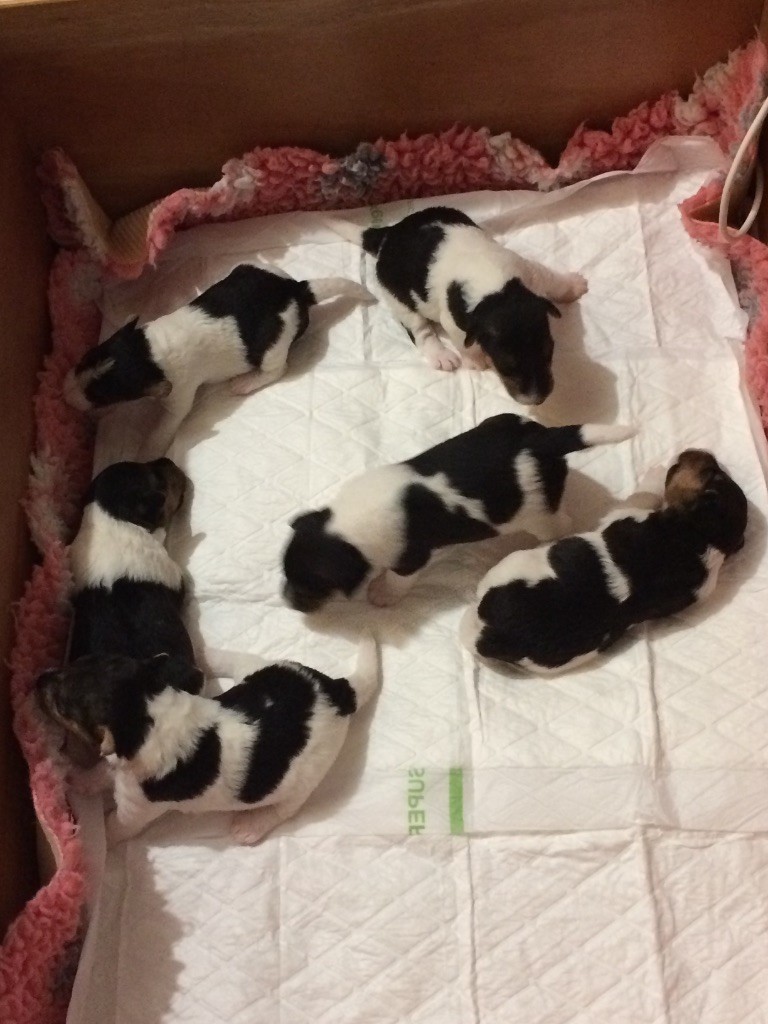 De L'esprit D'Aladin - Chiots disponibles - Fox Terrier Poil Dur