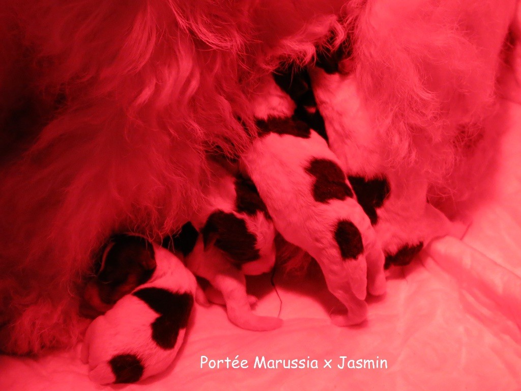 De L'esprit D'Aladin - Fox Terrier Poil Dur - Portée née le 11/01/2018