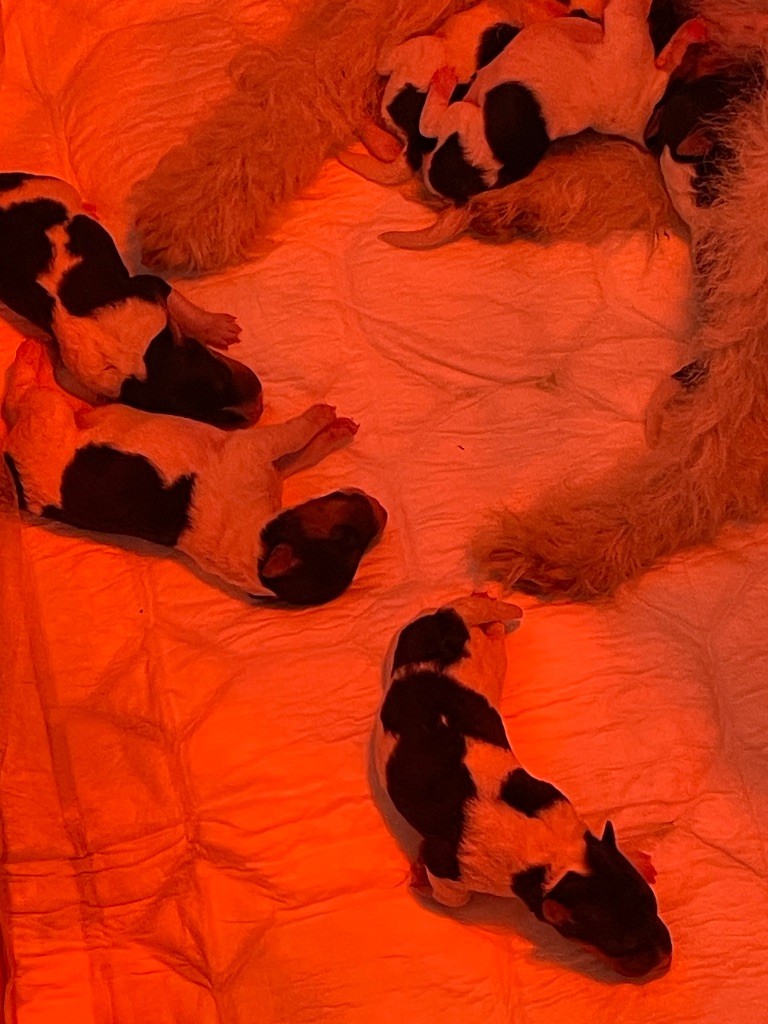 De L'esprit D'Aladin - Chiots disponibles - Fox Terrier Poil Dur